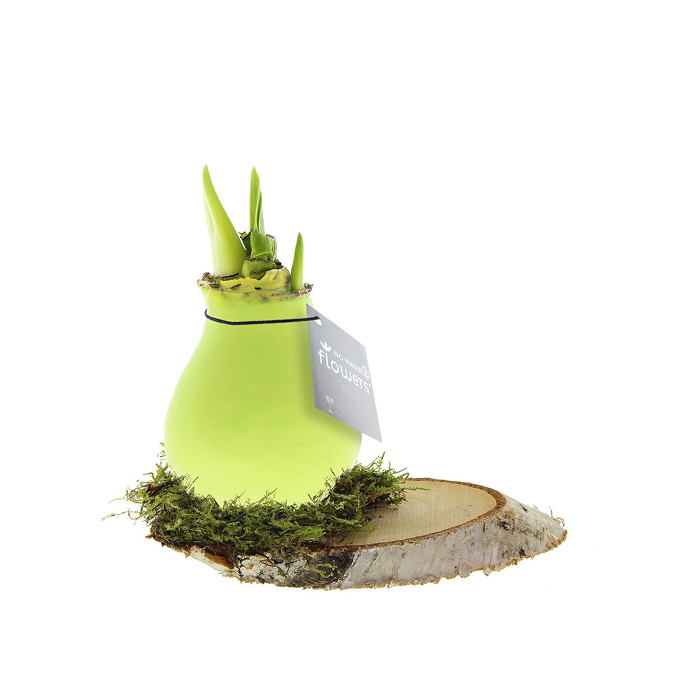 No Water Flowers® - Waxz® on wood - Pastel groen