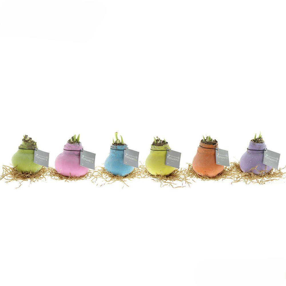 No Water Flowers® - Sugar pastel mix