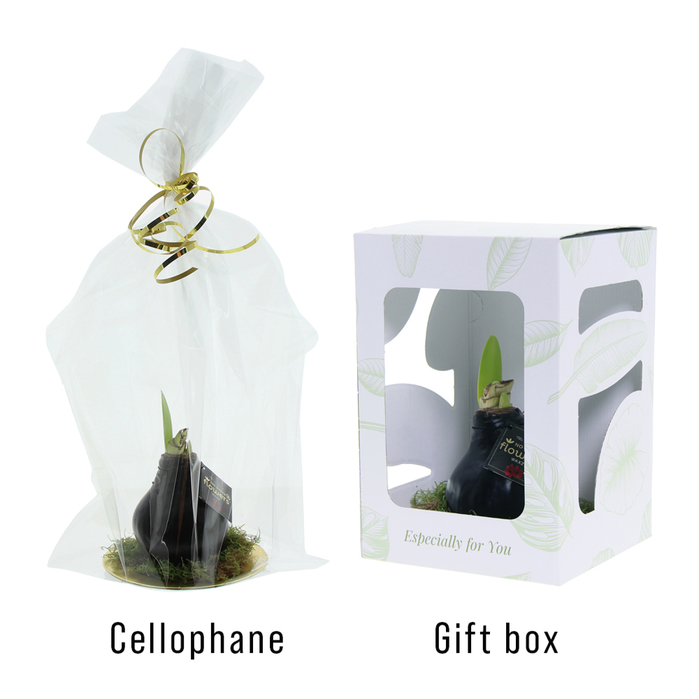 No Water Flowers® - Waxz® on golden dish, In giftbox, Wit