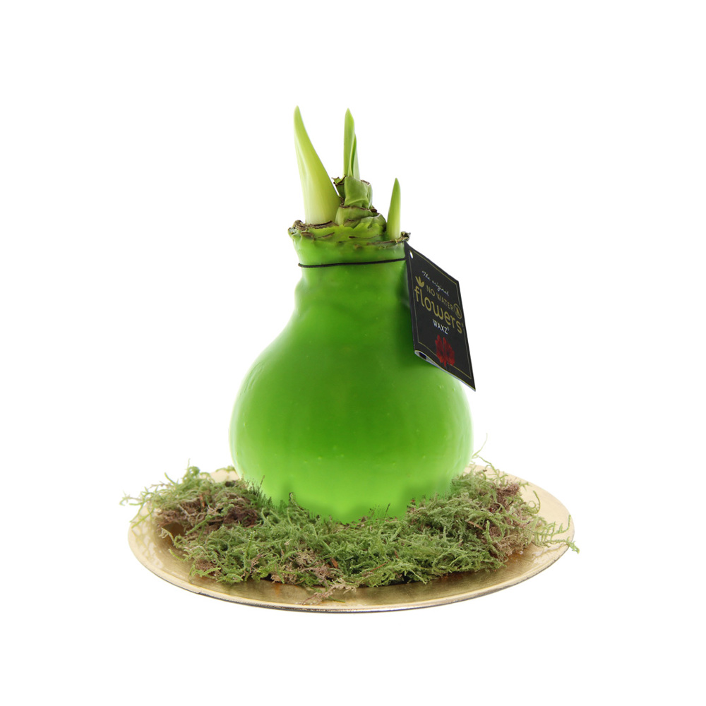 No Water Flowers® - Waxz® on golden dish - Lichtgroen