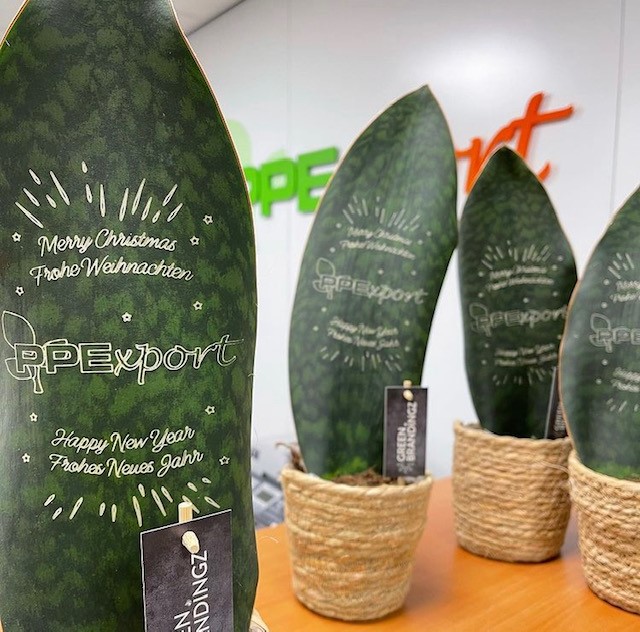 Green Brandingz® - Sansevieria, In giftbox