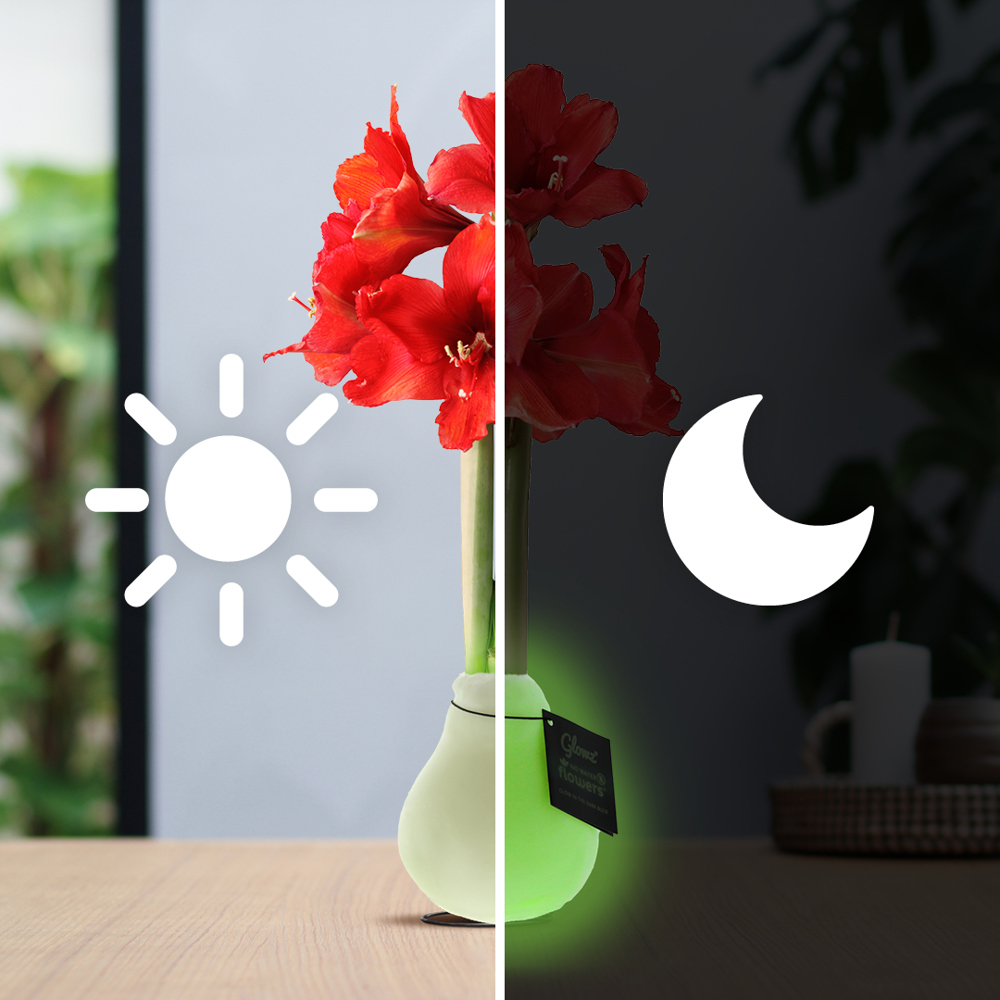 No Water Flowers® - Glowz, Zonder verpakking