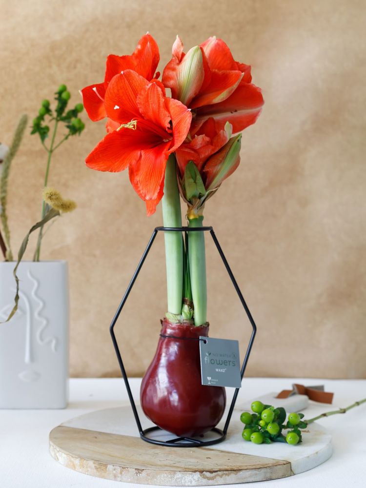 No Water Flowers® - Formz modern, Zonder verpakking, Wit