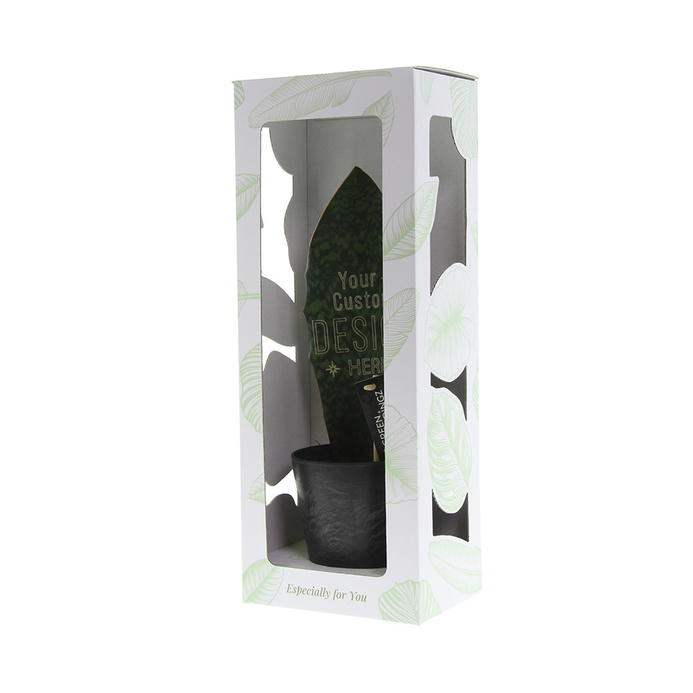 Green Brandingz® - Sansevieria, In giftbox