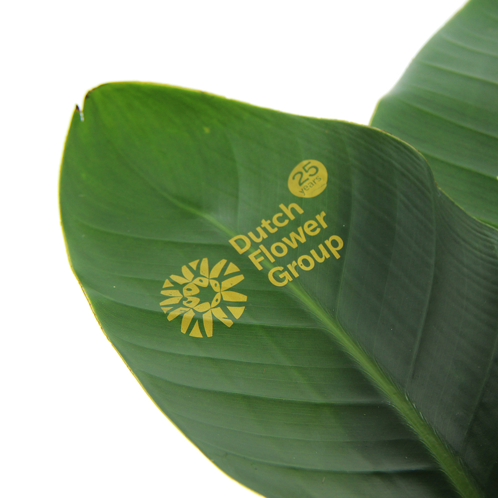 Message Printz® - Strelitzia large