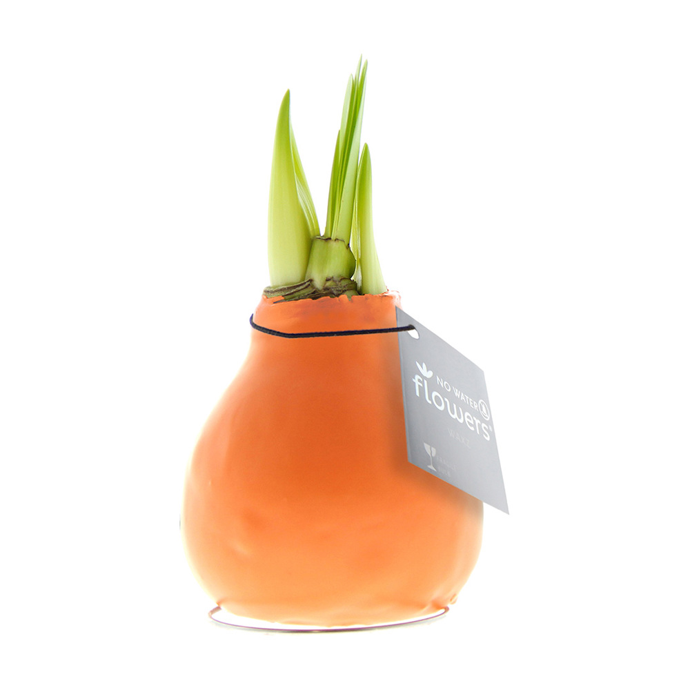 No Water Flowers® - Waxz® Colours - Pastel oranje
