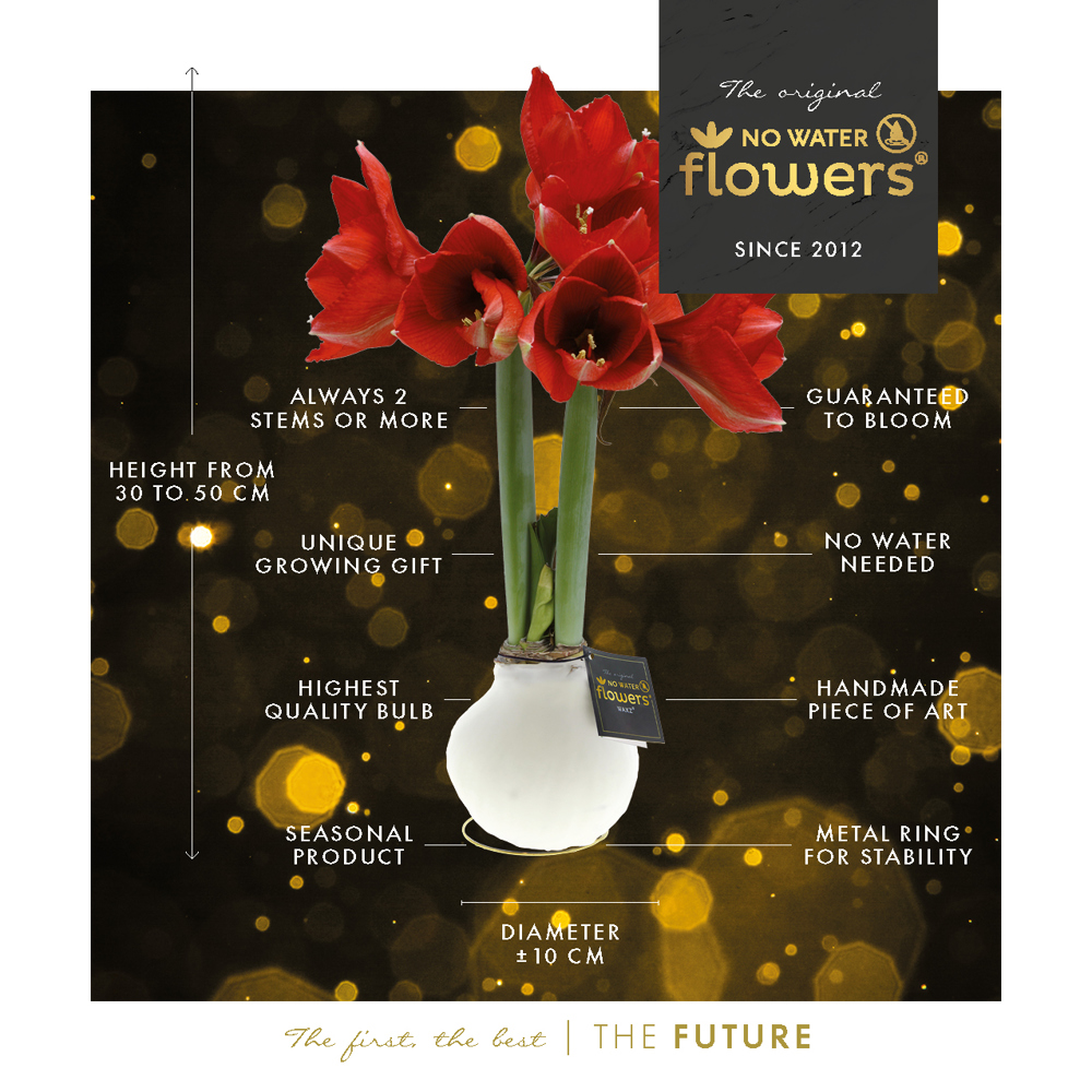 No Water Flowers® - Waxz® on golden dish, In giftbox, Wit