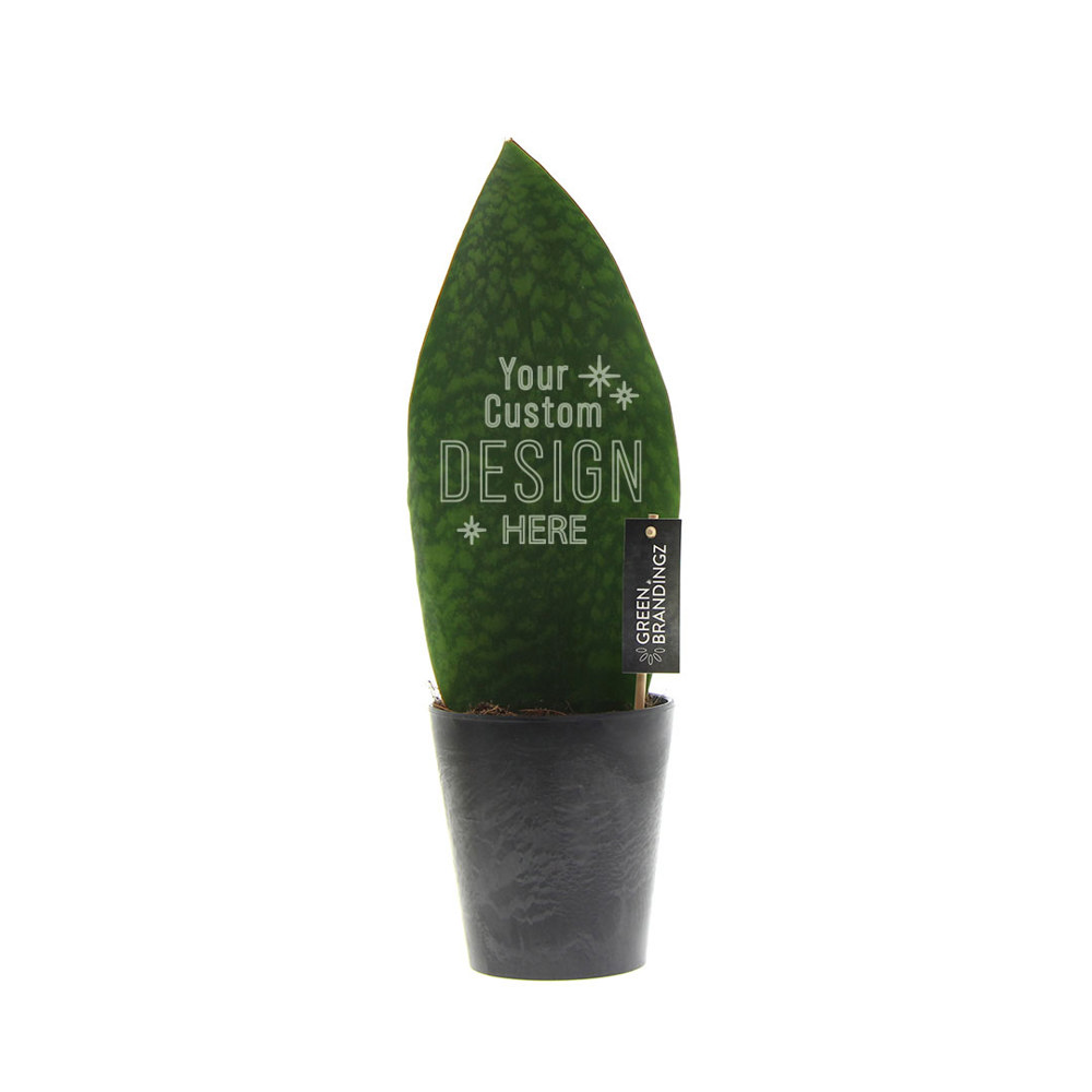 Green Brandingz® - Sansevieria
