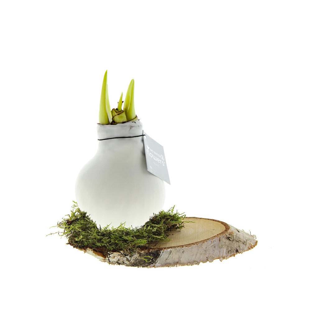 No Water Flowers® - Waxz® on wood - Wit