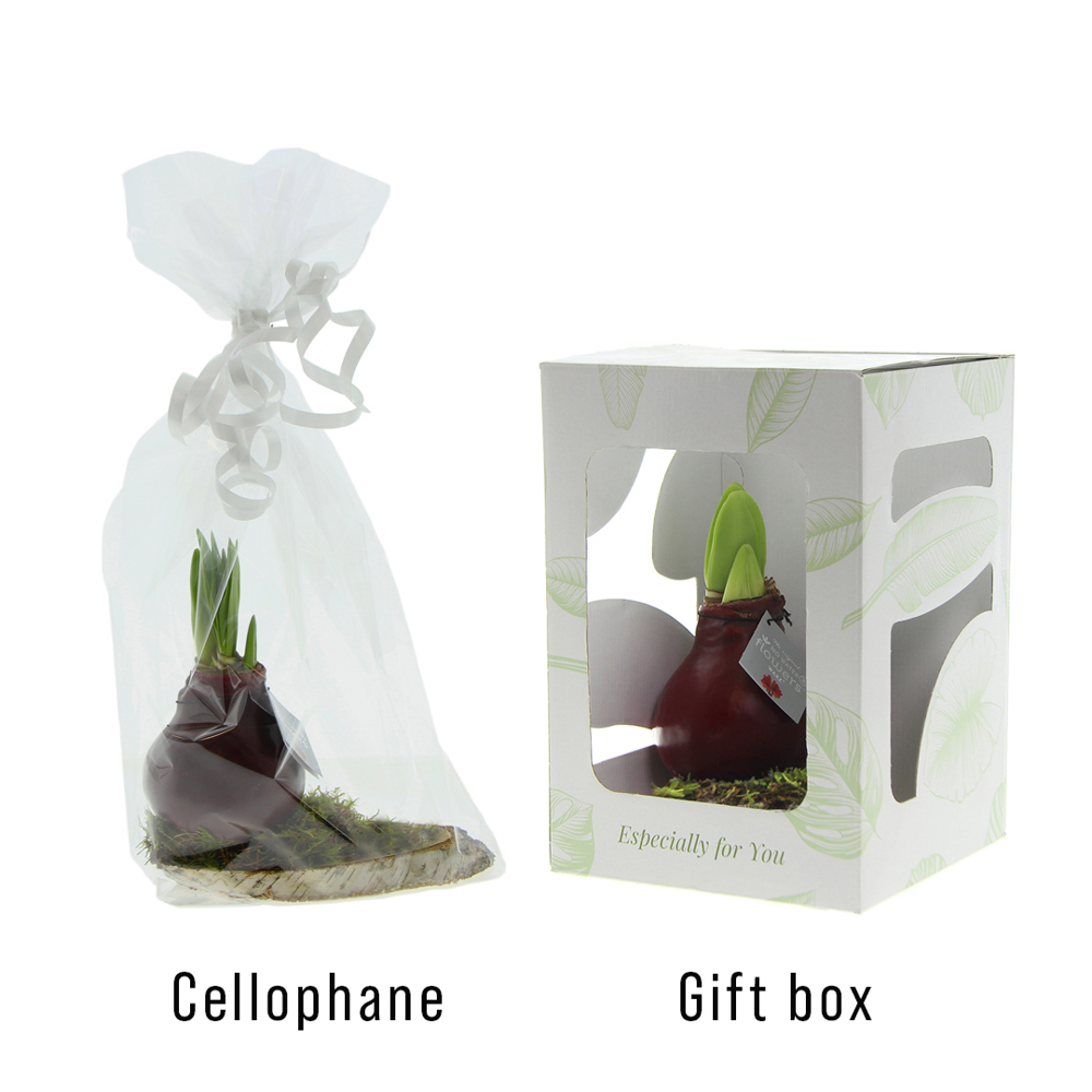 No Water Flowers® - Waxz® on wood, In giftbox, Wit