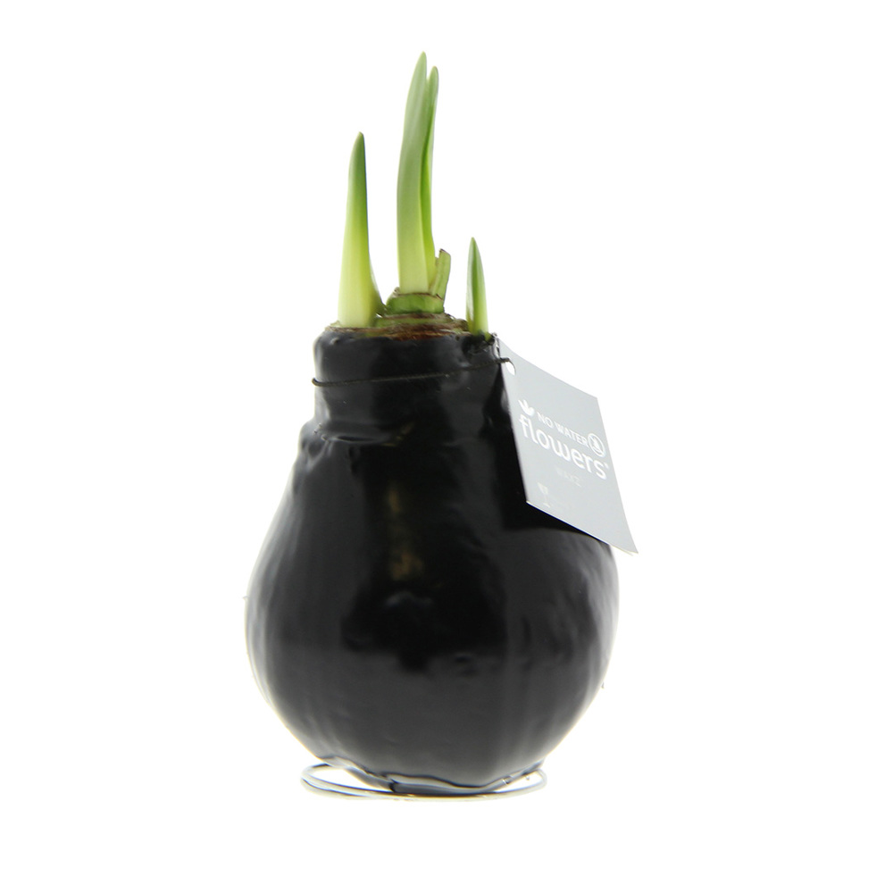 No Water Flowers® - Waxz® Colours - Zwart