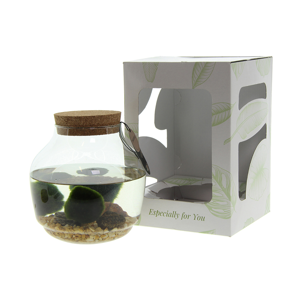 Marimo moss balls - Bowl, Zonder verpakking