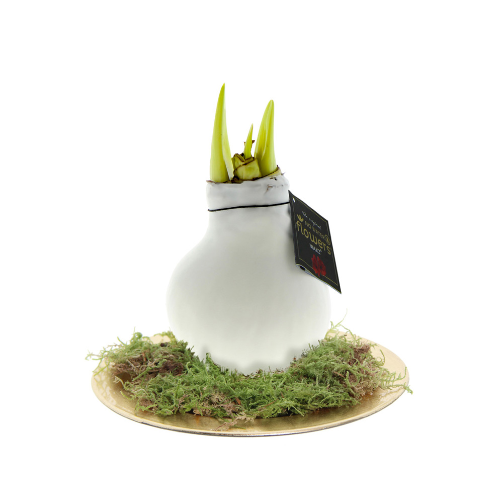 No Water Flowers® - Waxz® on golden dish - Wit