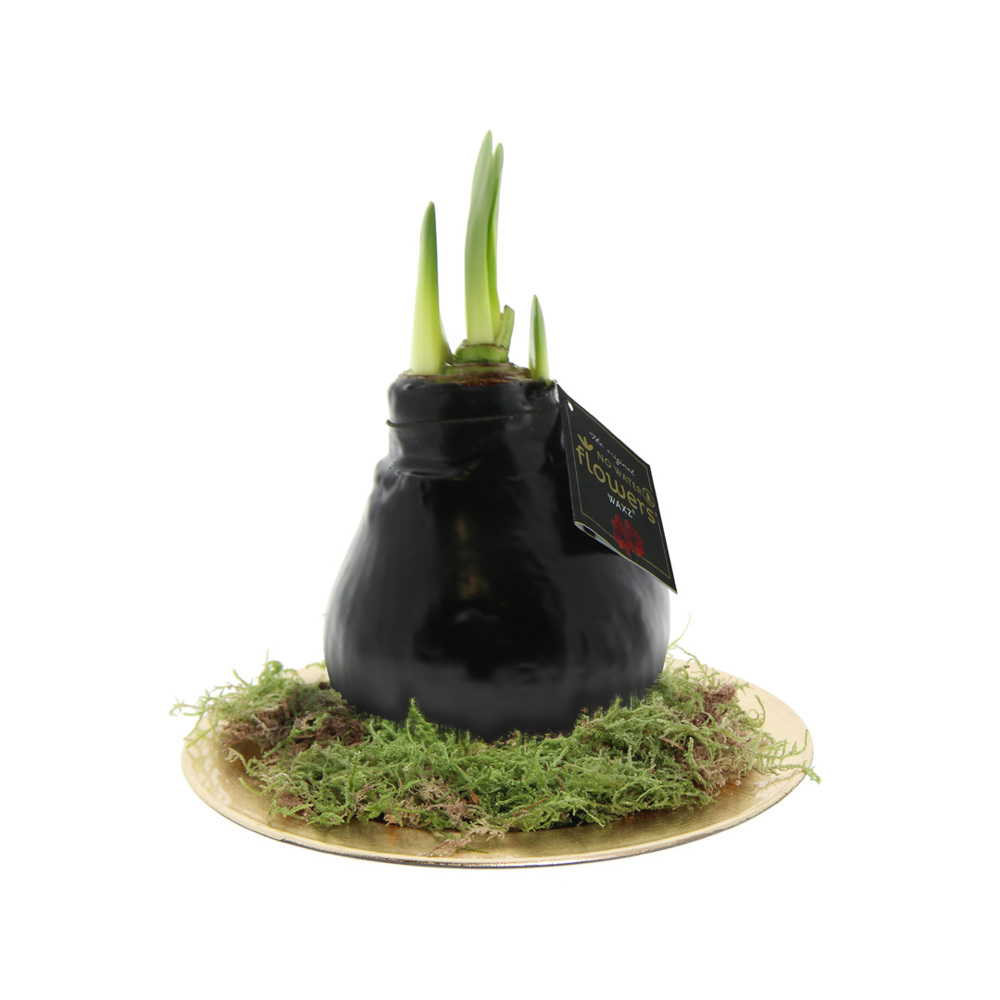 No Water Flowers® - Waxz® on golden dish - Zwart