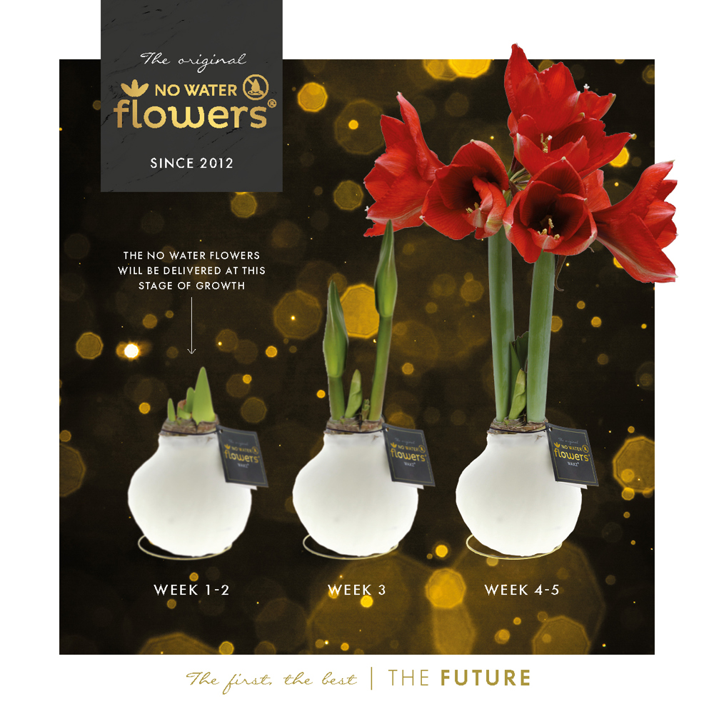 No Water Flowers® - Waxz® on golden dish, In giftbox, Wit