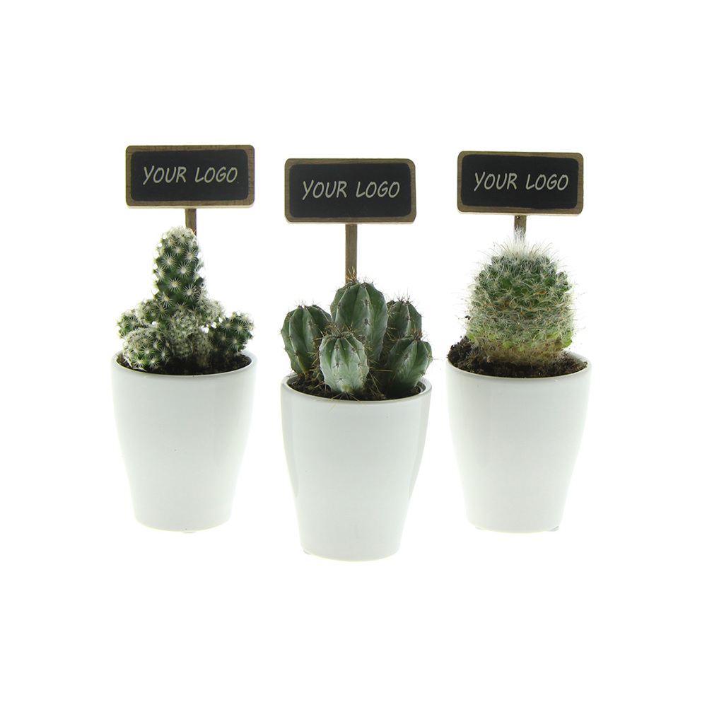 ChalkNotes® - Cacti mix, Zonder verpakking