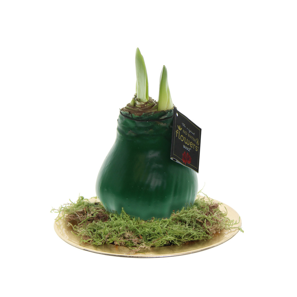 No Water Flowers® - Waxz® on golden dish - donkergroen