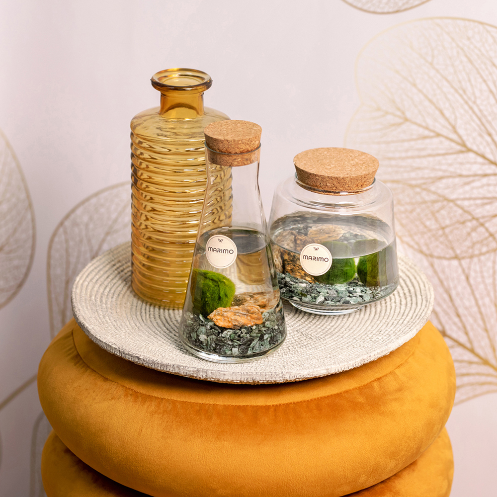 Marimo moss balls - Bowl, Zonder verpakking