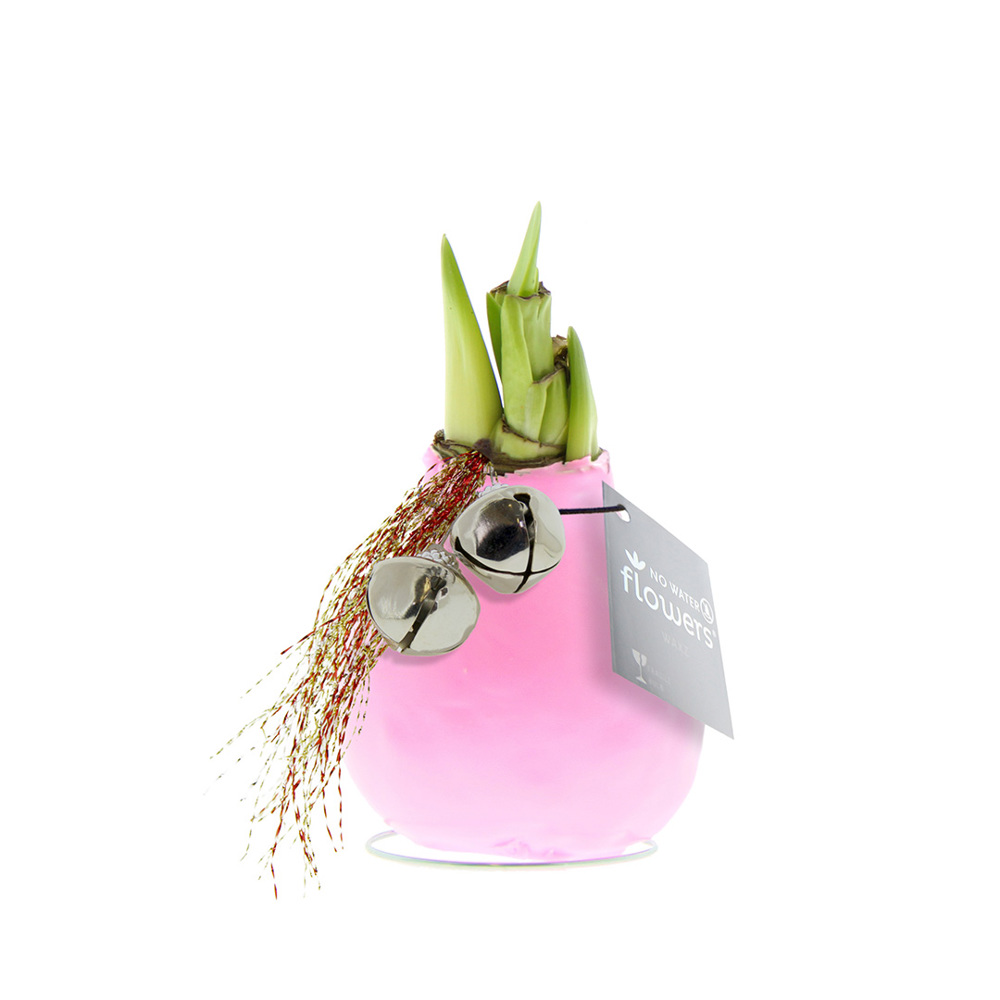 No Water Flowers® - Jingle Bellz - Pastel roze
