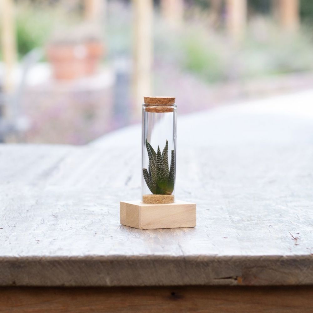 Tiny Treasurez® - Single tube & wood, Licht blauw