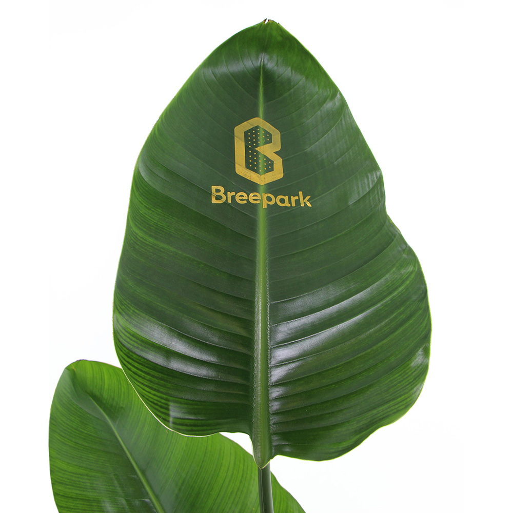 Message Printz® - Strelitzia large