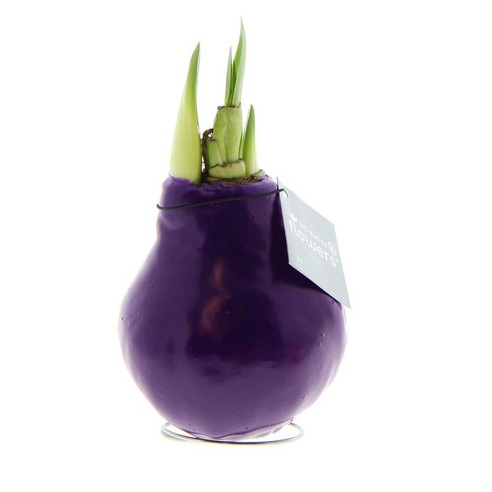 No Water Flowers® - Waxz® Colours - Paars