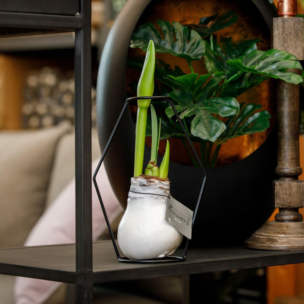 No Water Flowers® - Formz modern, Zonder verpakking, Wit