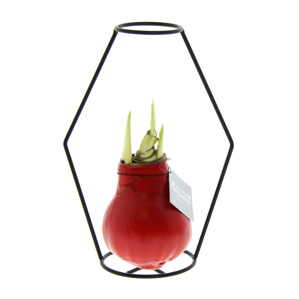 No Water Flowers® - Formz modern - Rood