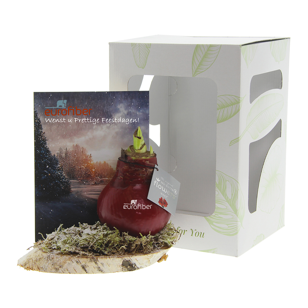 No Water Flowers® - Waxz® on wood, In giftbox, Wit