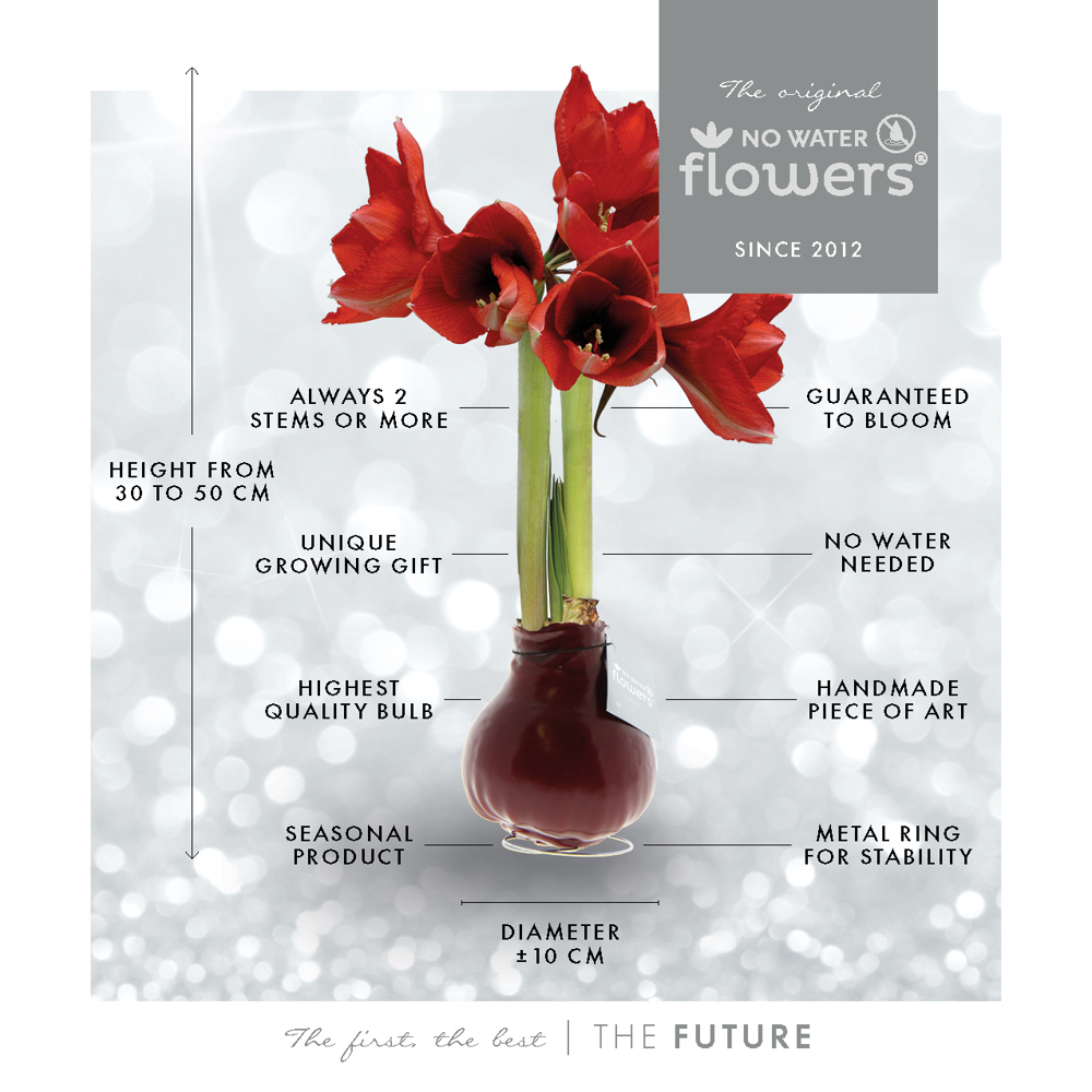 No Water Flowers® - Craftz Santa & Friends mix, Zonder verpakking