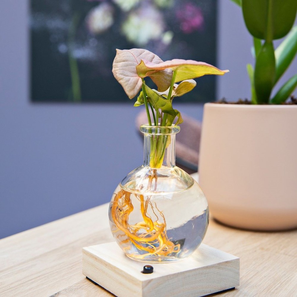 Hydroponic plants - Light plant in giftbox
