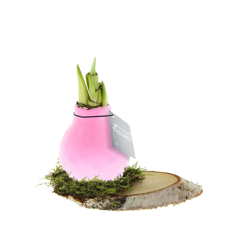 No Water Flowers® - Waxz® on wood - Pastel roze