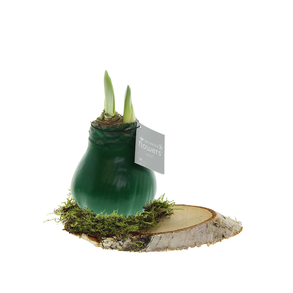 No Water Flowers® - Waxz® on wood - donkergroen