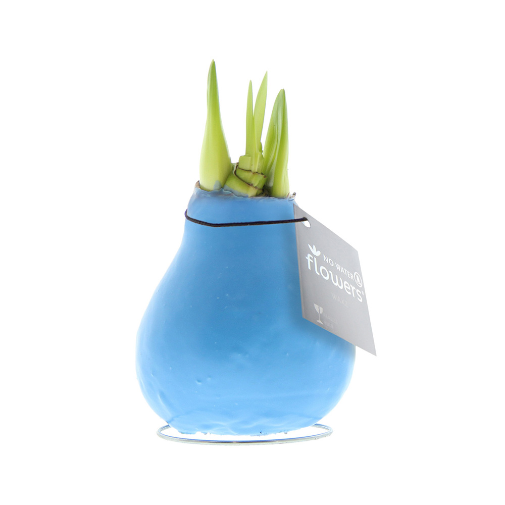 No Water Flowers® - Waxz® Colours - Pastel blauw