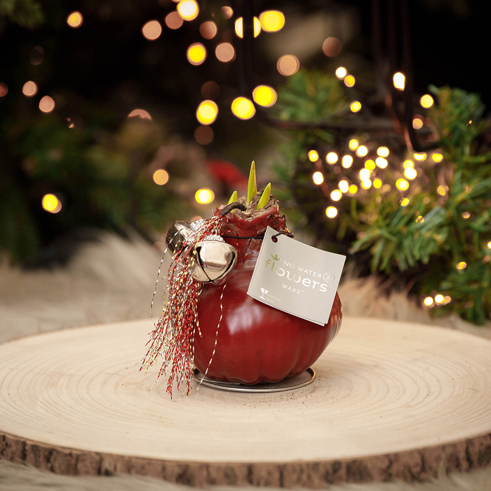 No Water Flowers® - Jingle Bellz, In cilinder, Blauw