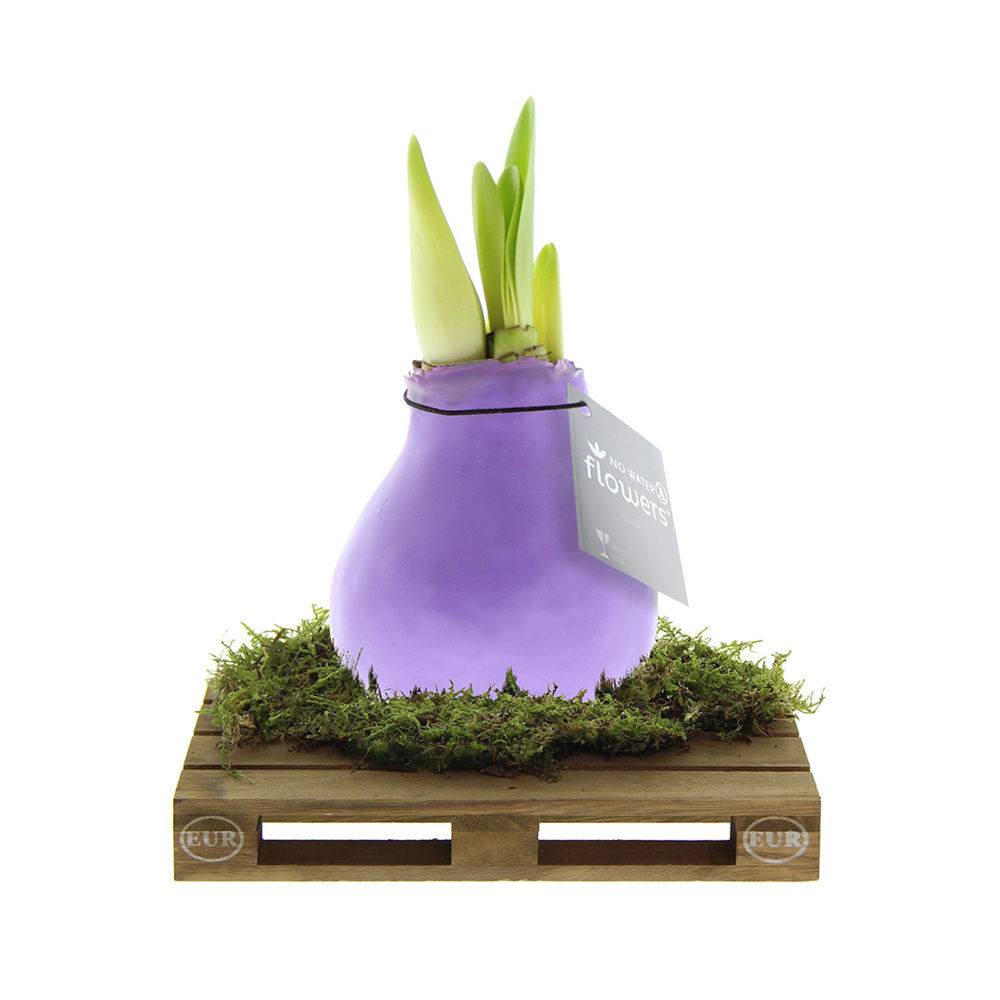 No Water Flowers® - Waxz® on pallet - Pastel paars