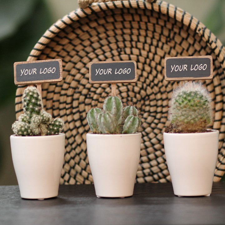 ChalkNotes® - Cacti mix, Zonder verpakking